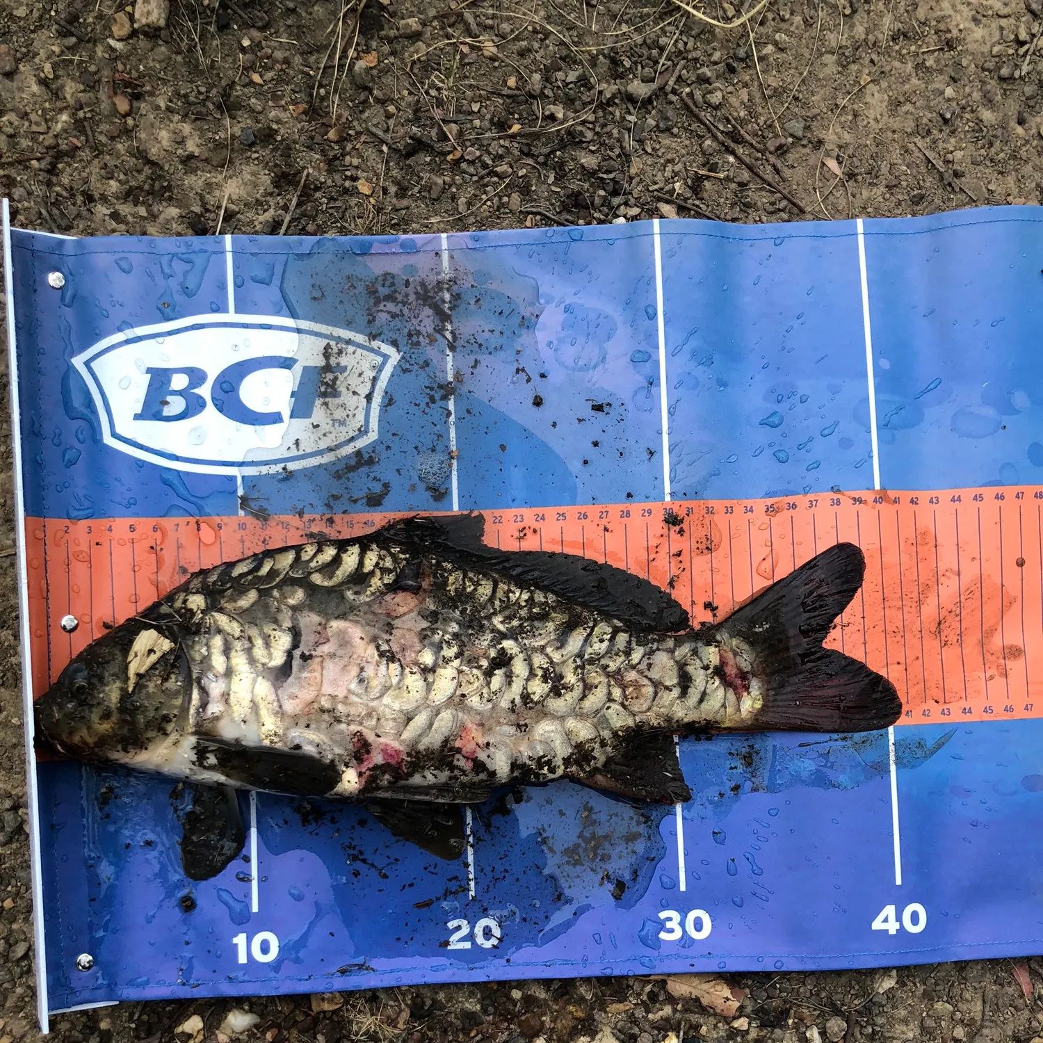 The most recent Mirror carp catches on Fishbrain