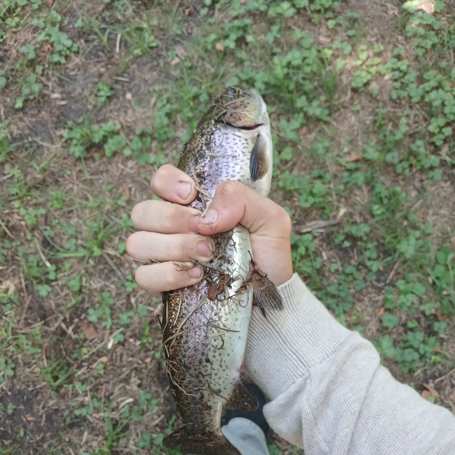 Rainbow trout caught on Fishbrain