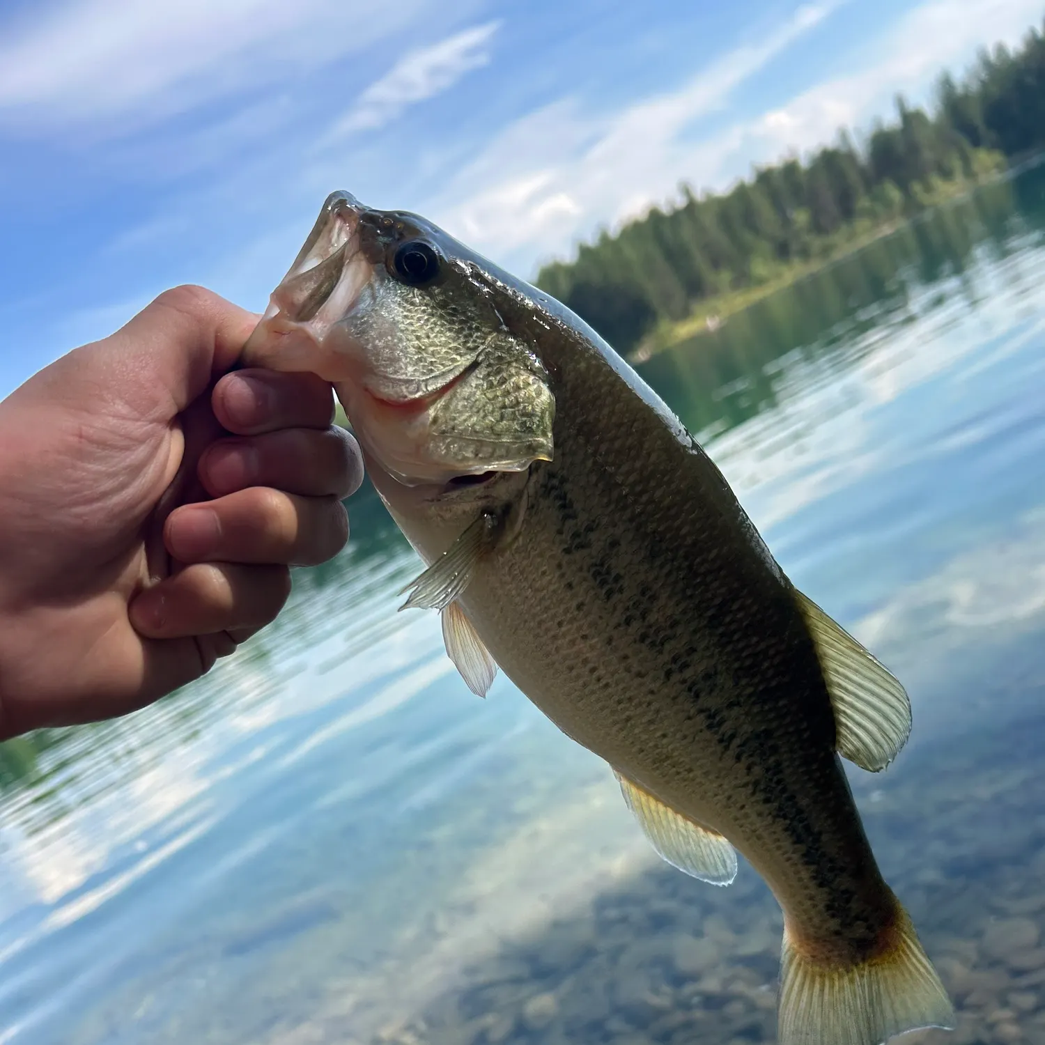 Largemouth bass caught on Fishbrain