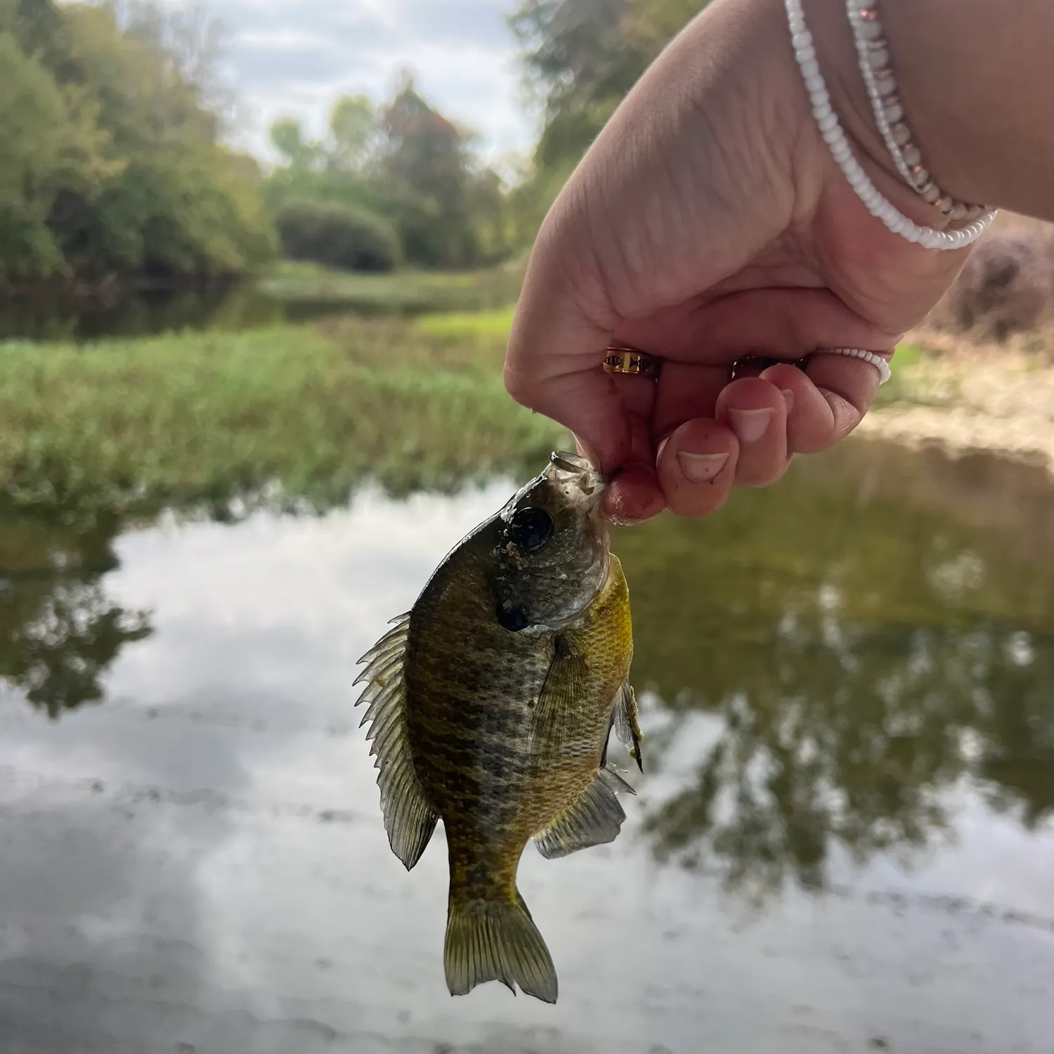 Bluegill caught on Fishbrain