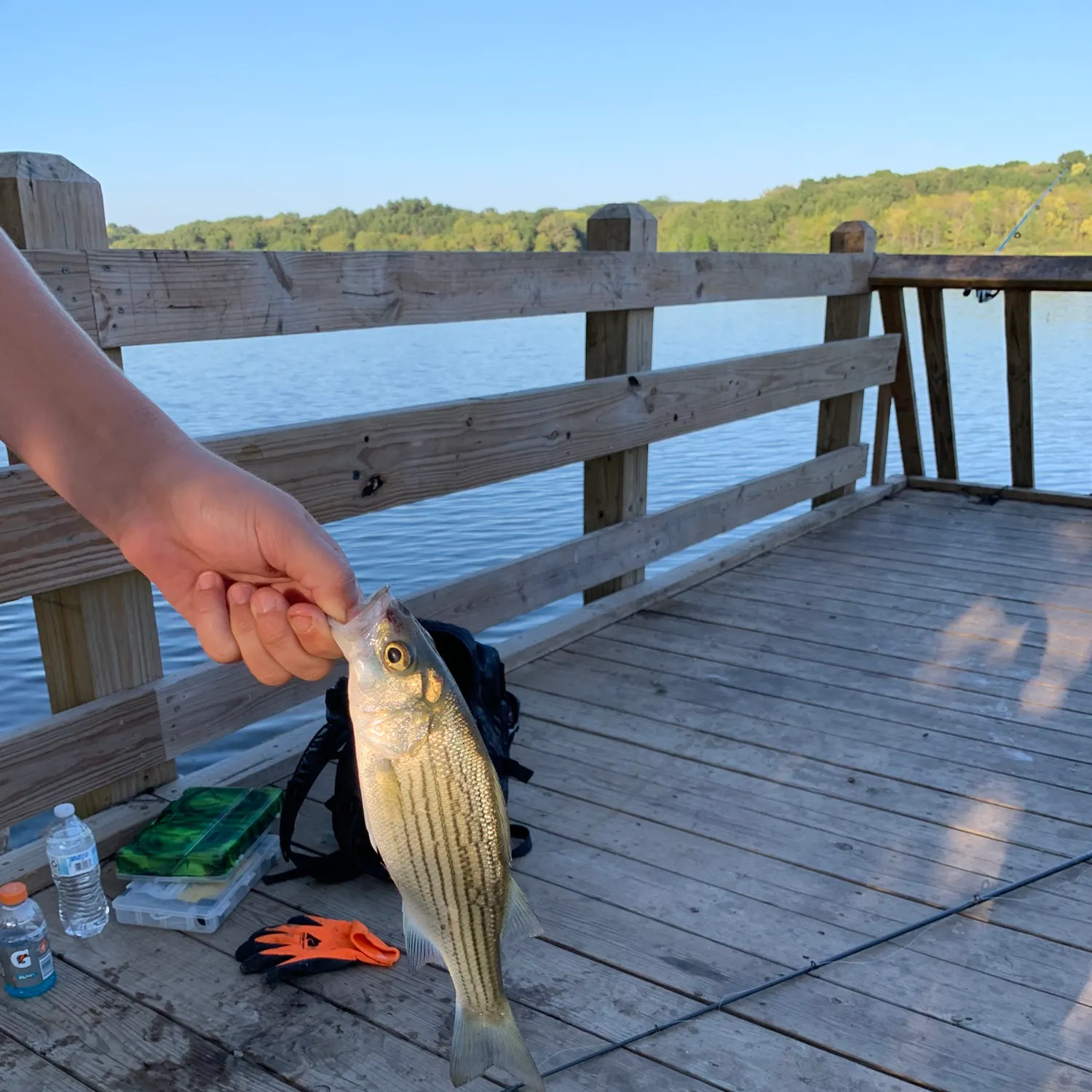 Fish caught on Fishbrain
