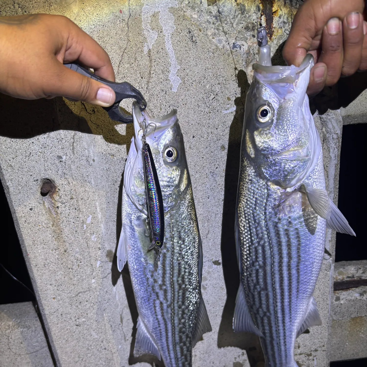 Striped bass caught on Fishbrain