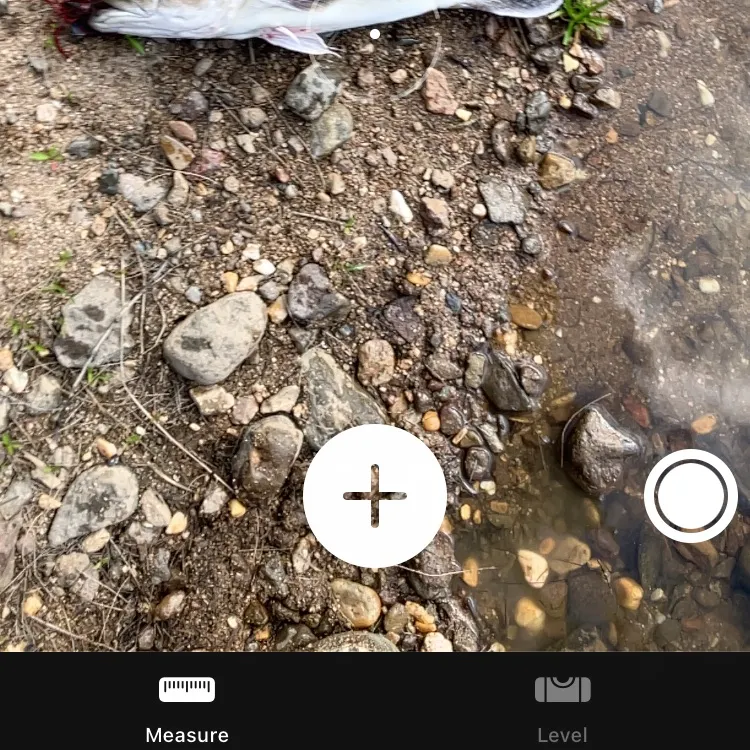 The most recent Murray cod catches on Fishbrain