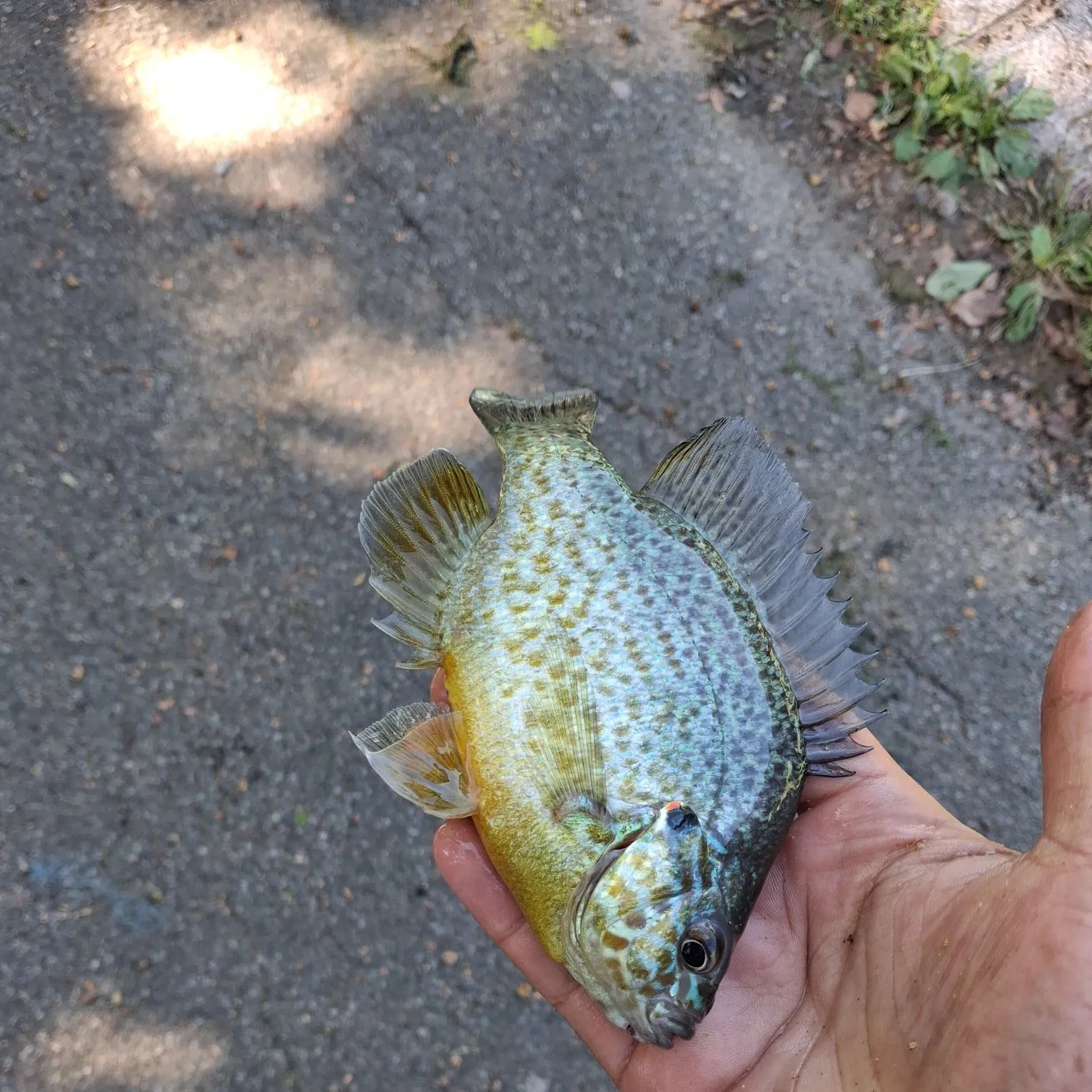Pumpkinseed caught on Fishbrain