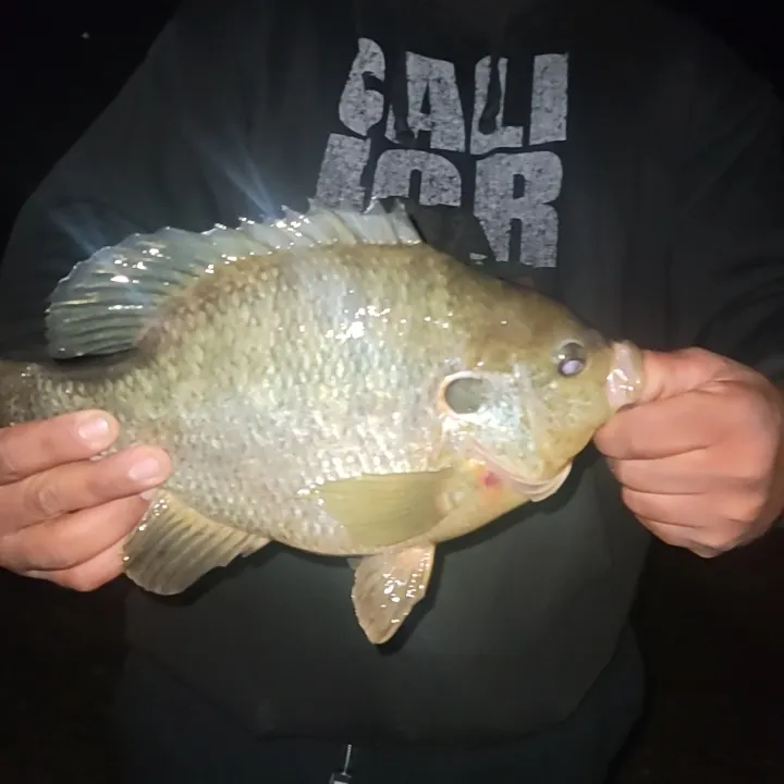 most liked catch image