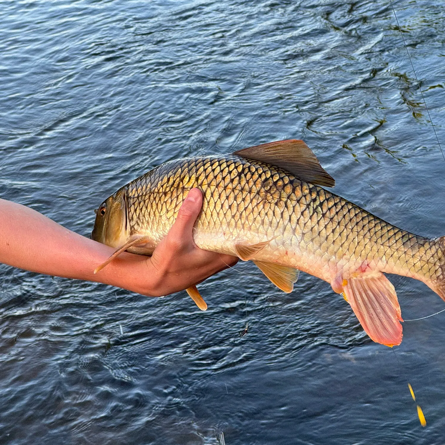 The most recent Greater redhorse catches on Fishbrain