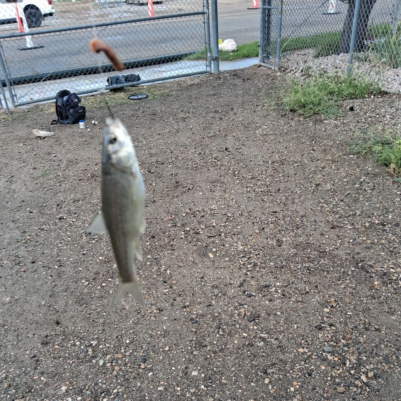 Utah chub caught on Fishbrain