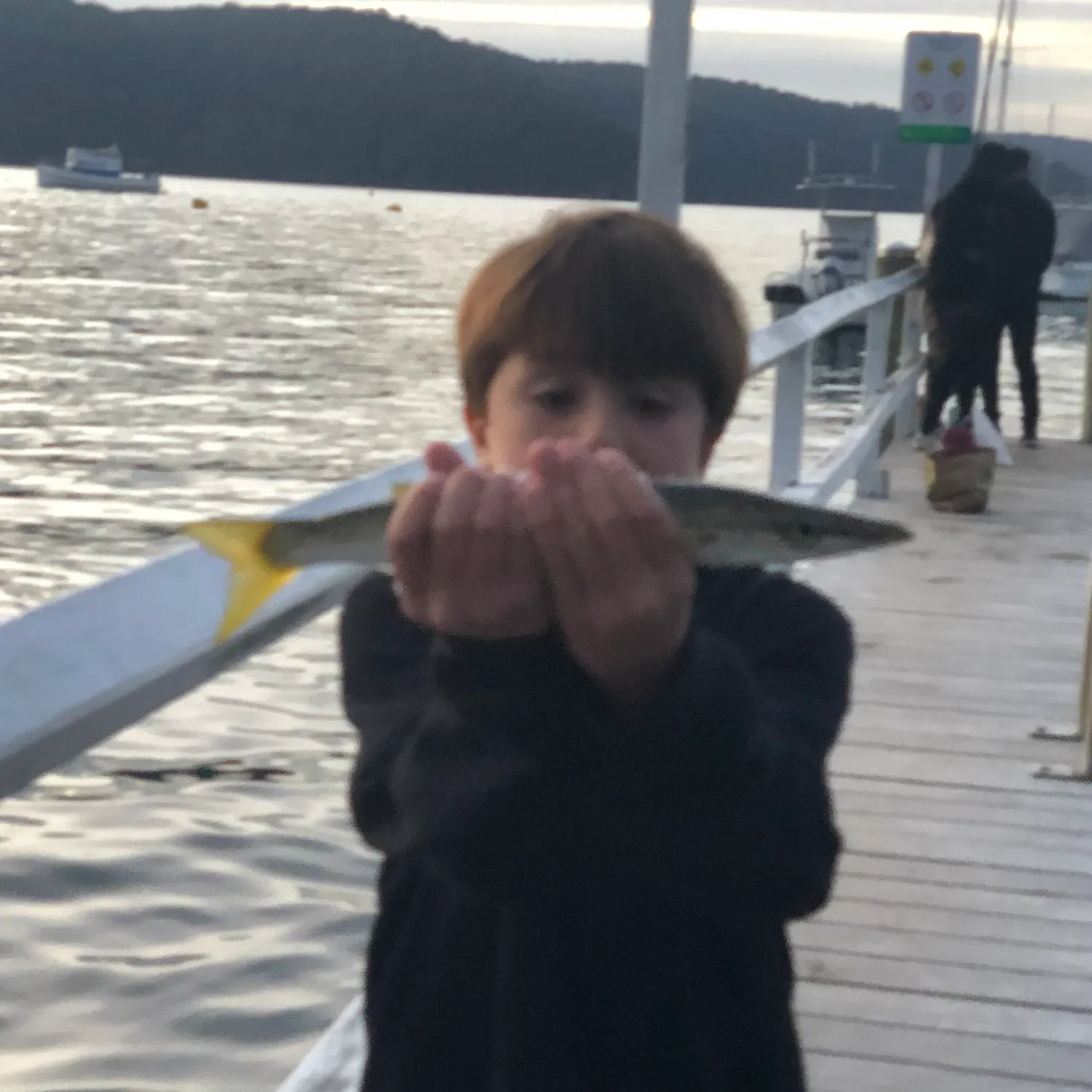 The most recent Australian barracuda catches on Fishbrain