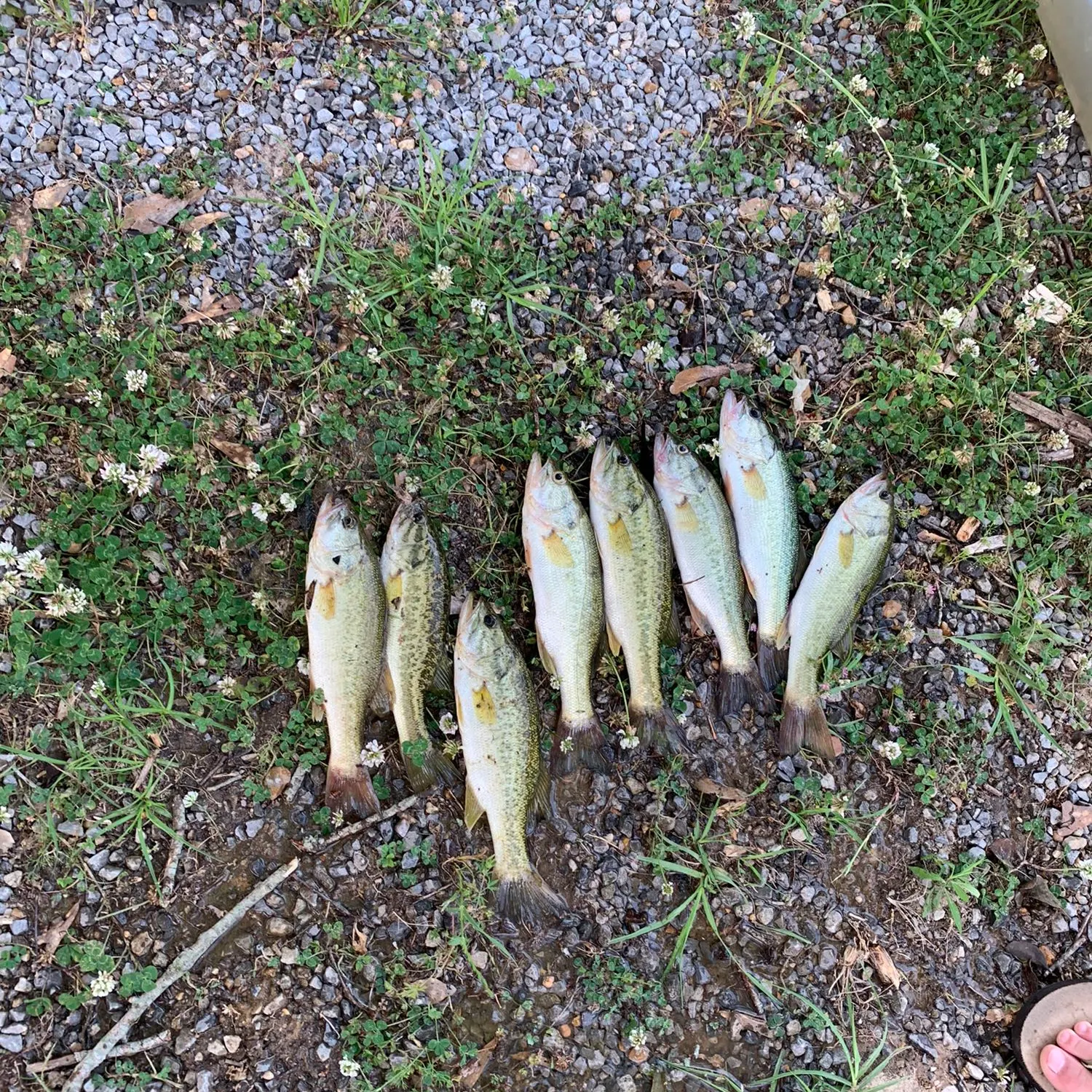 recently logged catches