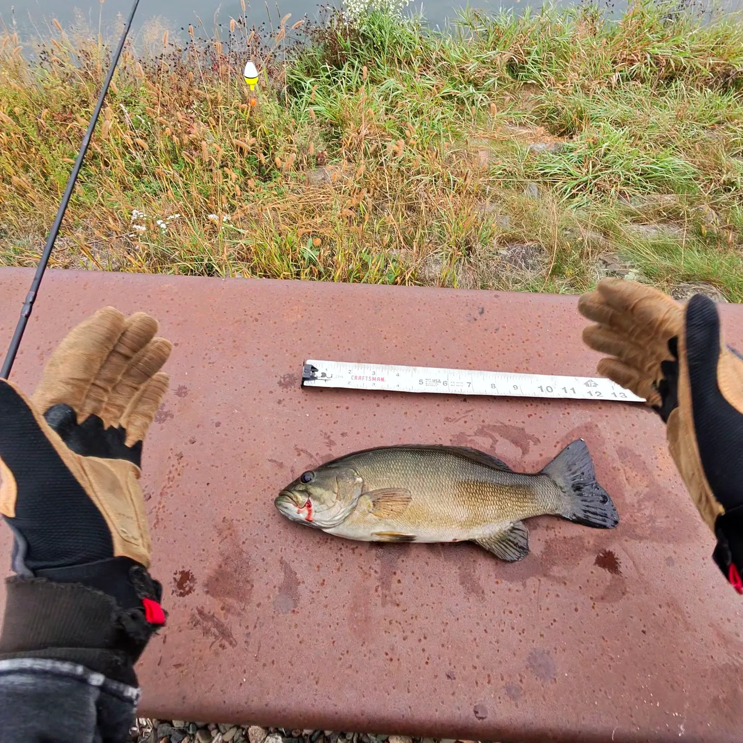 Smallmouth bass caught on Fishbrain