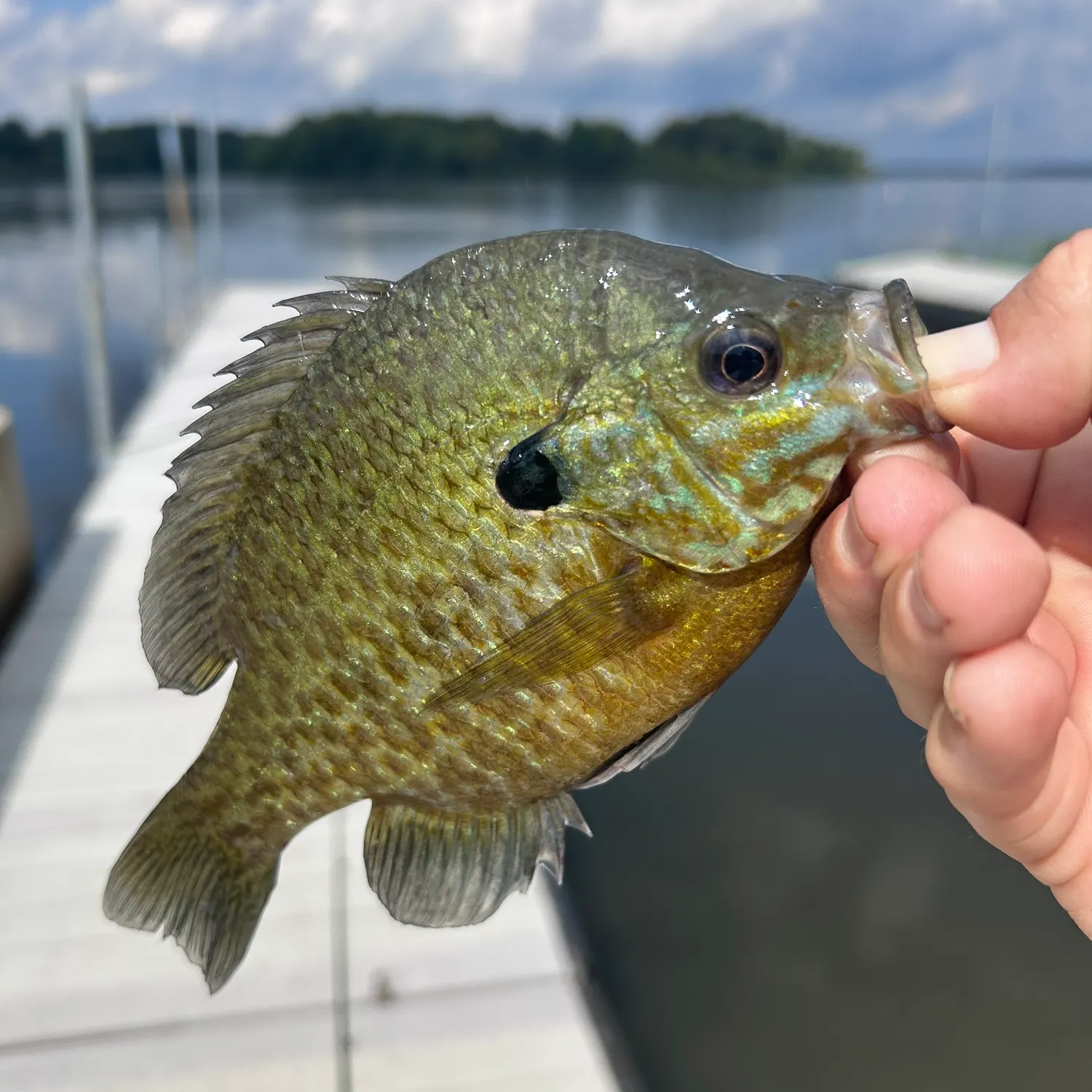 Bluegill caught on Fishbrain