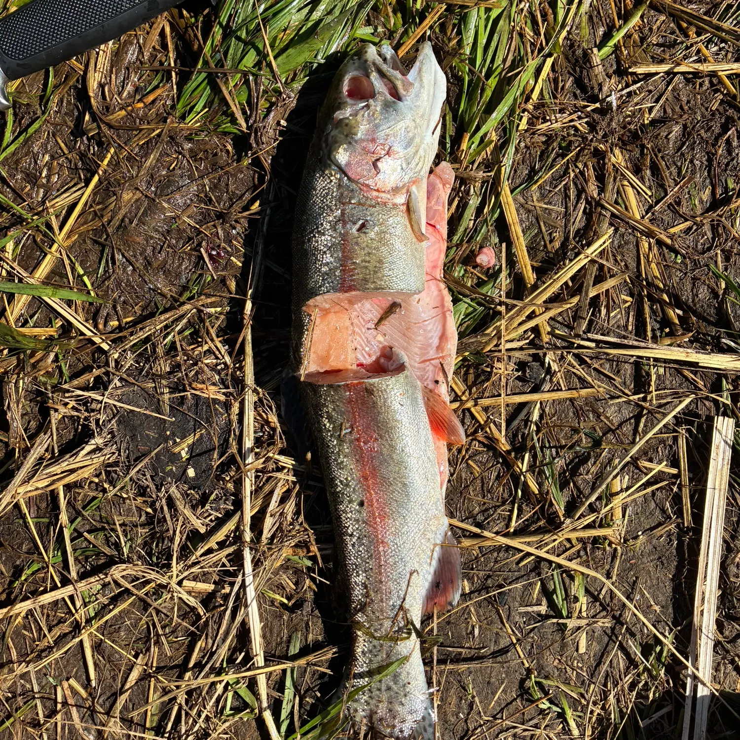 Fish caught on Fishbrain