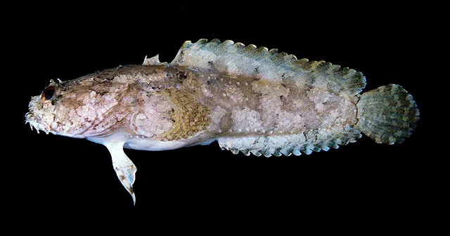 Three-spined frogfish