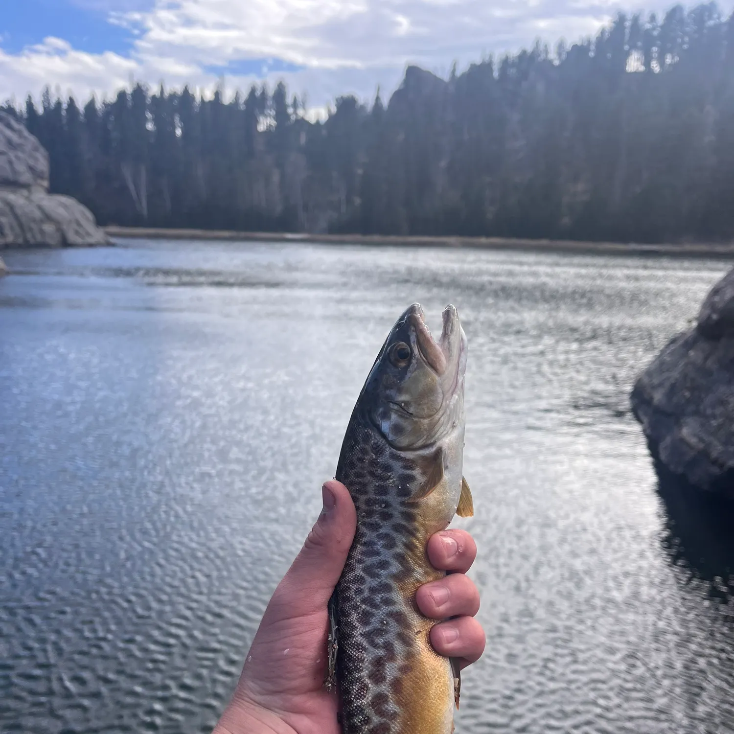 The most recent Tiger trout catches on Fishbrain