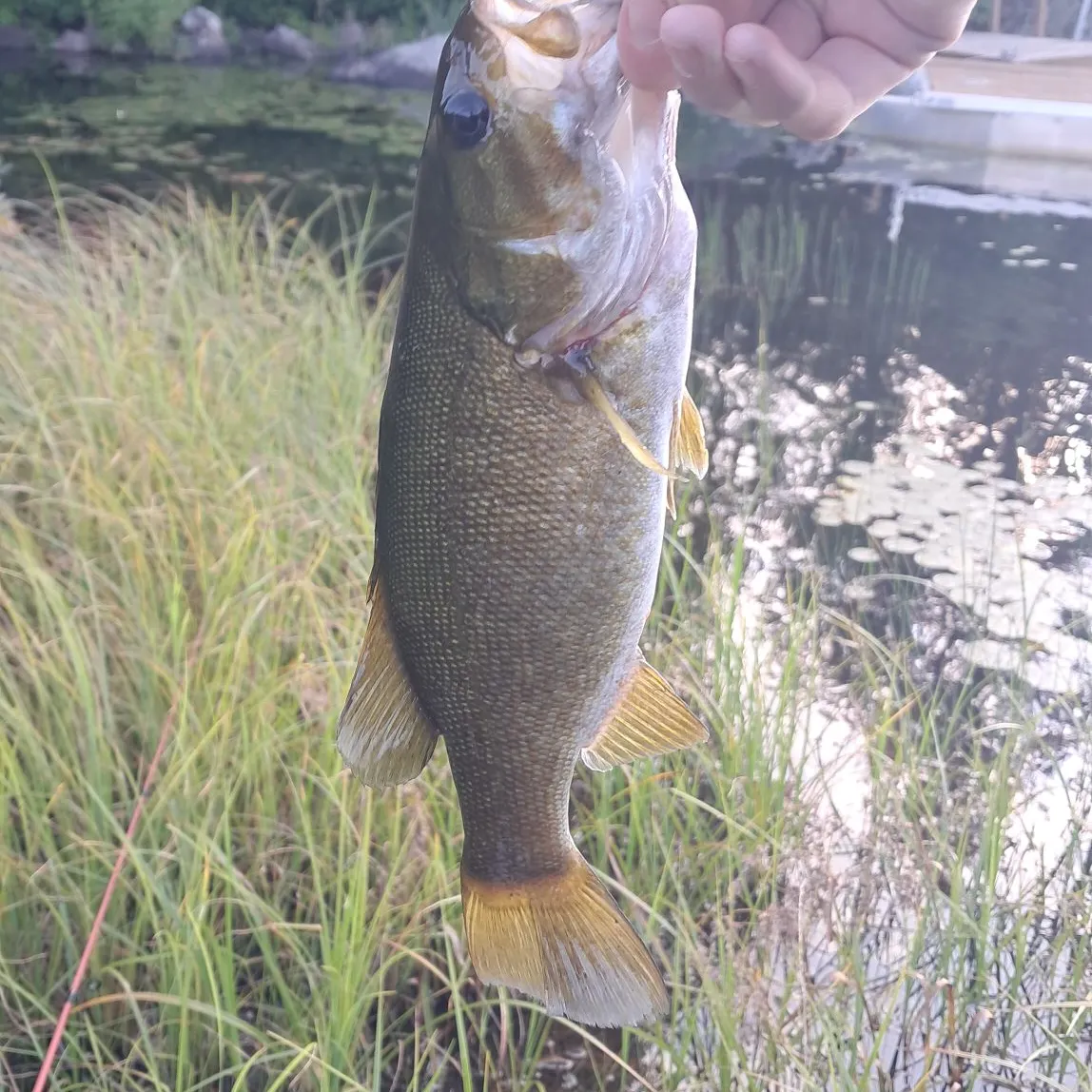 Smallmouth bass caught on Fishbrain