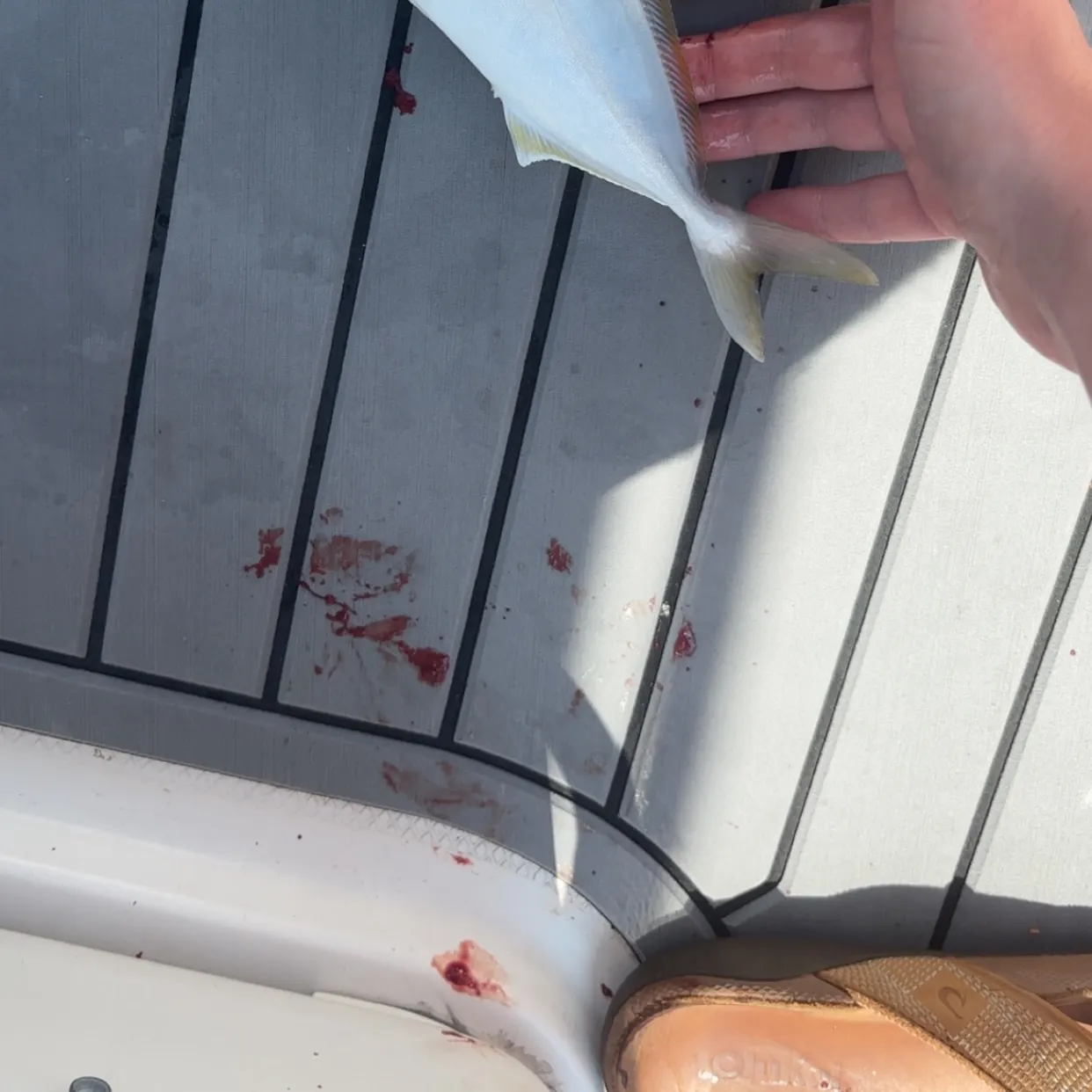 The most recent Lesser amberjack catches on Fishbrain