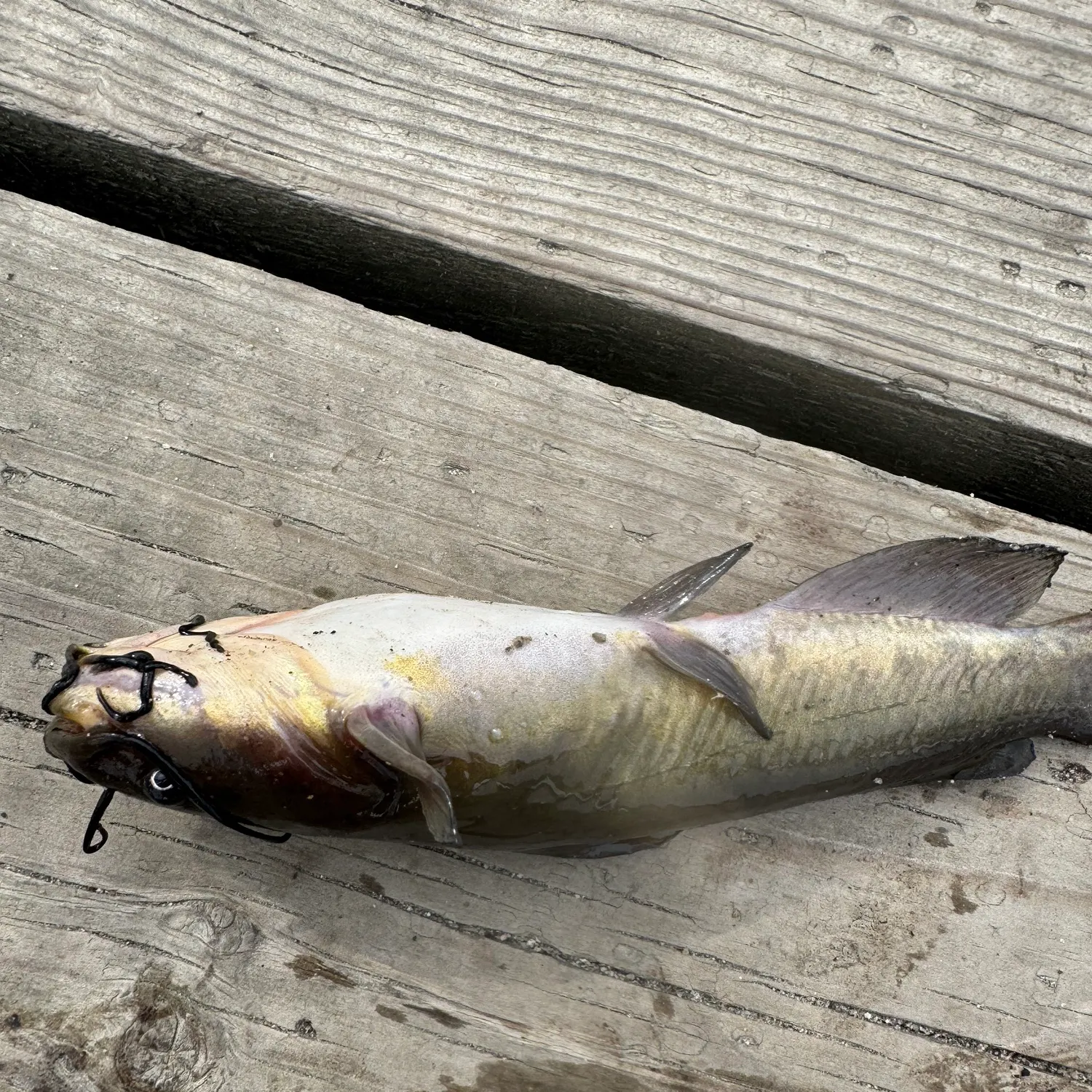 Fish caught on Fishbrain