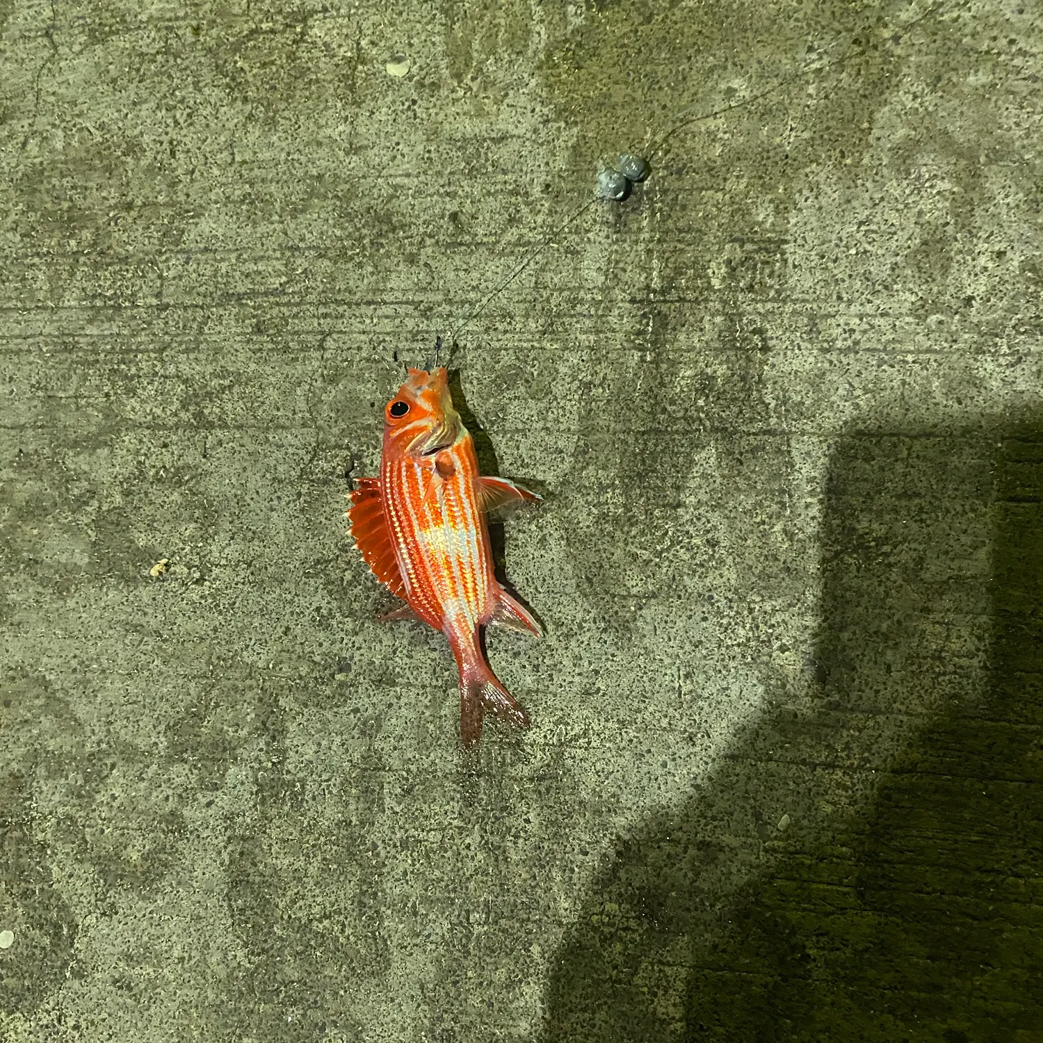 Hawaiian squirrelfish caught on Fishbrain