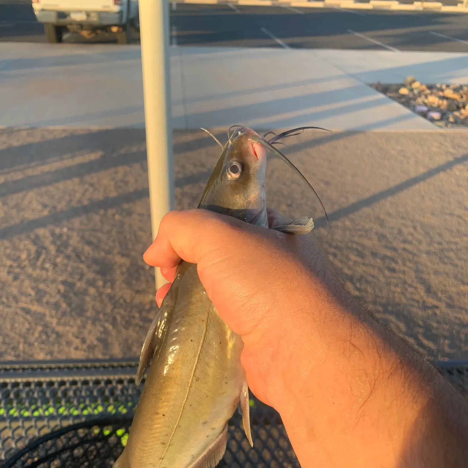 catch