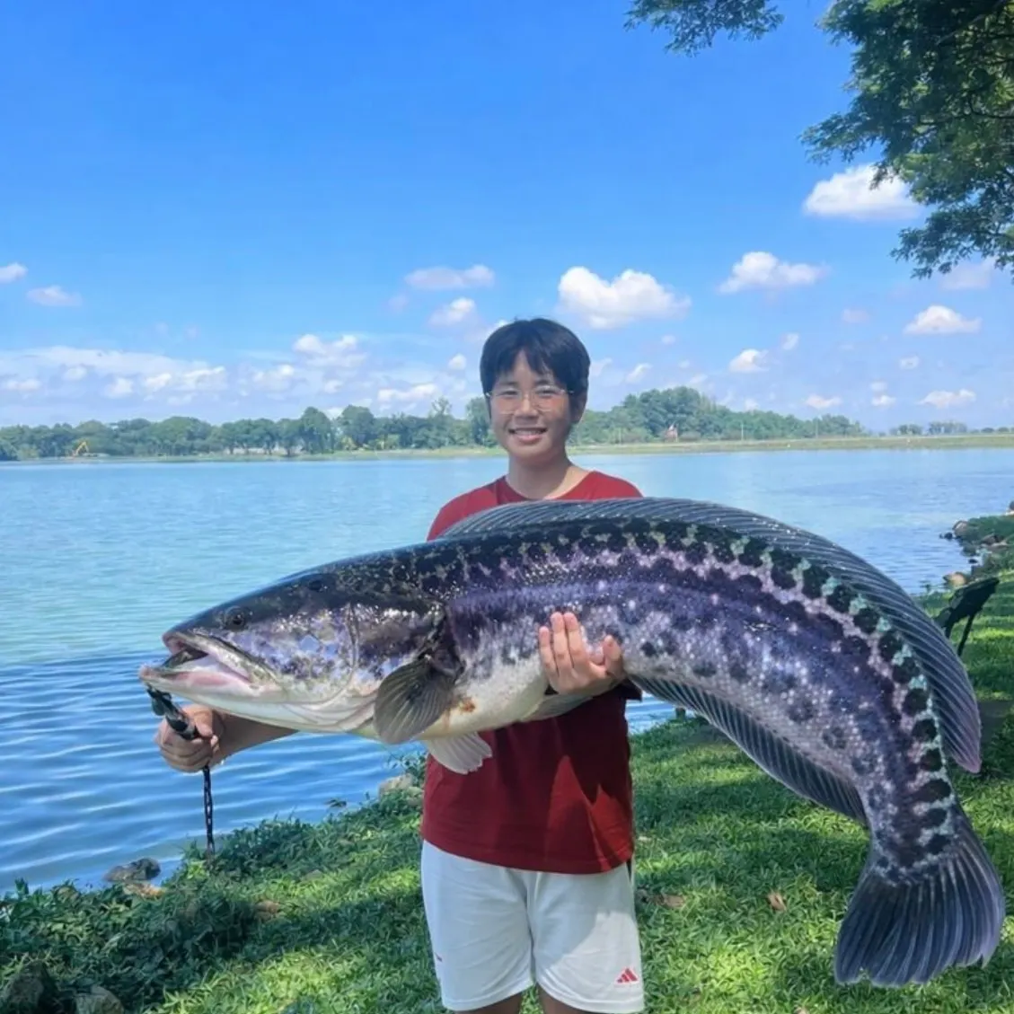 The most recent Indonesian snakehead catches on Fishbrain