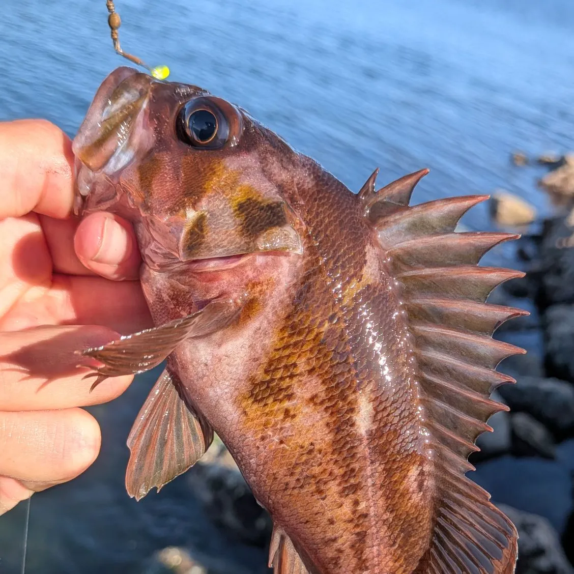 The most recent Copper rockfish catches on Fishbrain