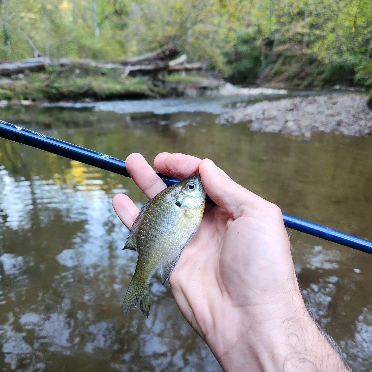 Bluegill caught on Fishbrain