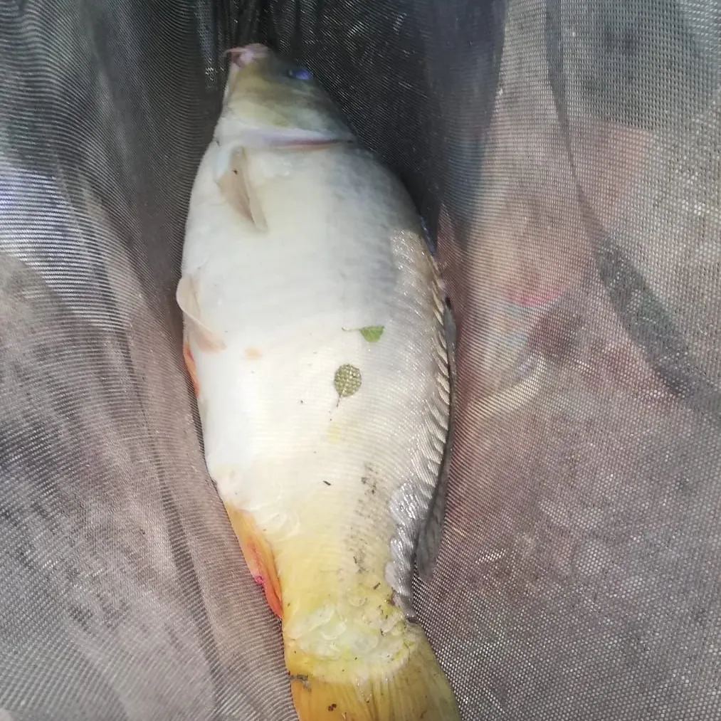 Mirror carp caught on Fishbrain