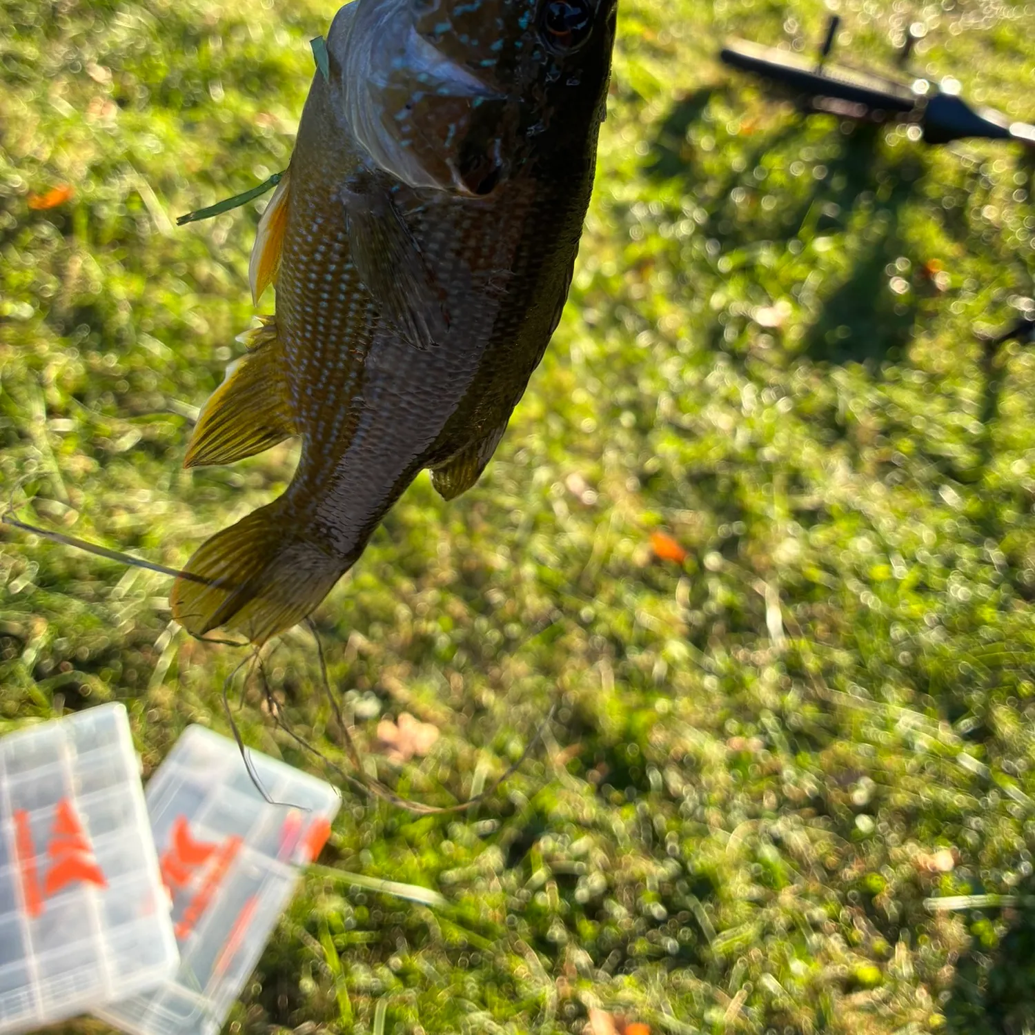 Green sunfish caught on Fishbrain