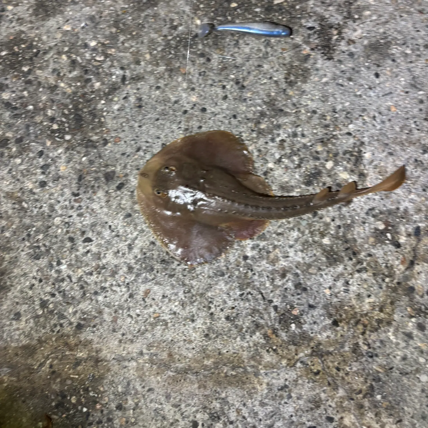 The most recent Thornback guitarfish catches on Fishbrain