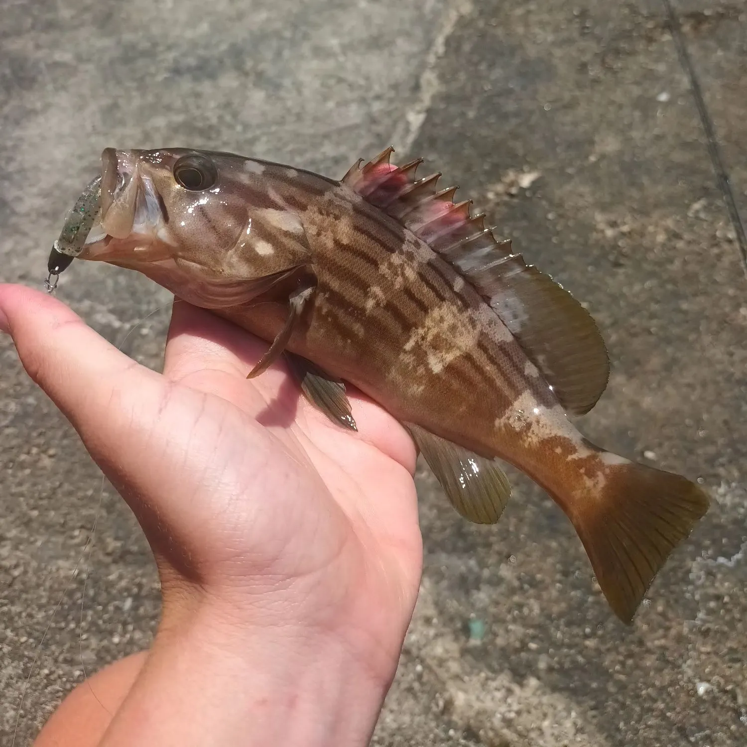 The most recent Goldblotched grouper catches on Fishbrain