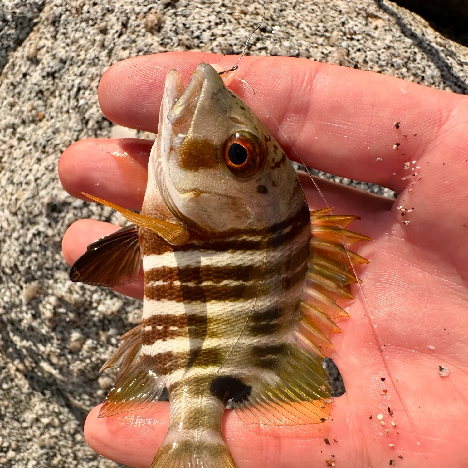 The most recent Mexican barred snapper catches on Fishbrain