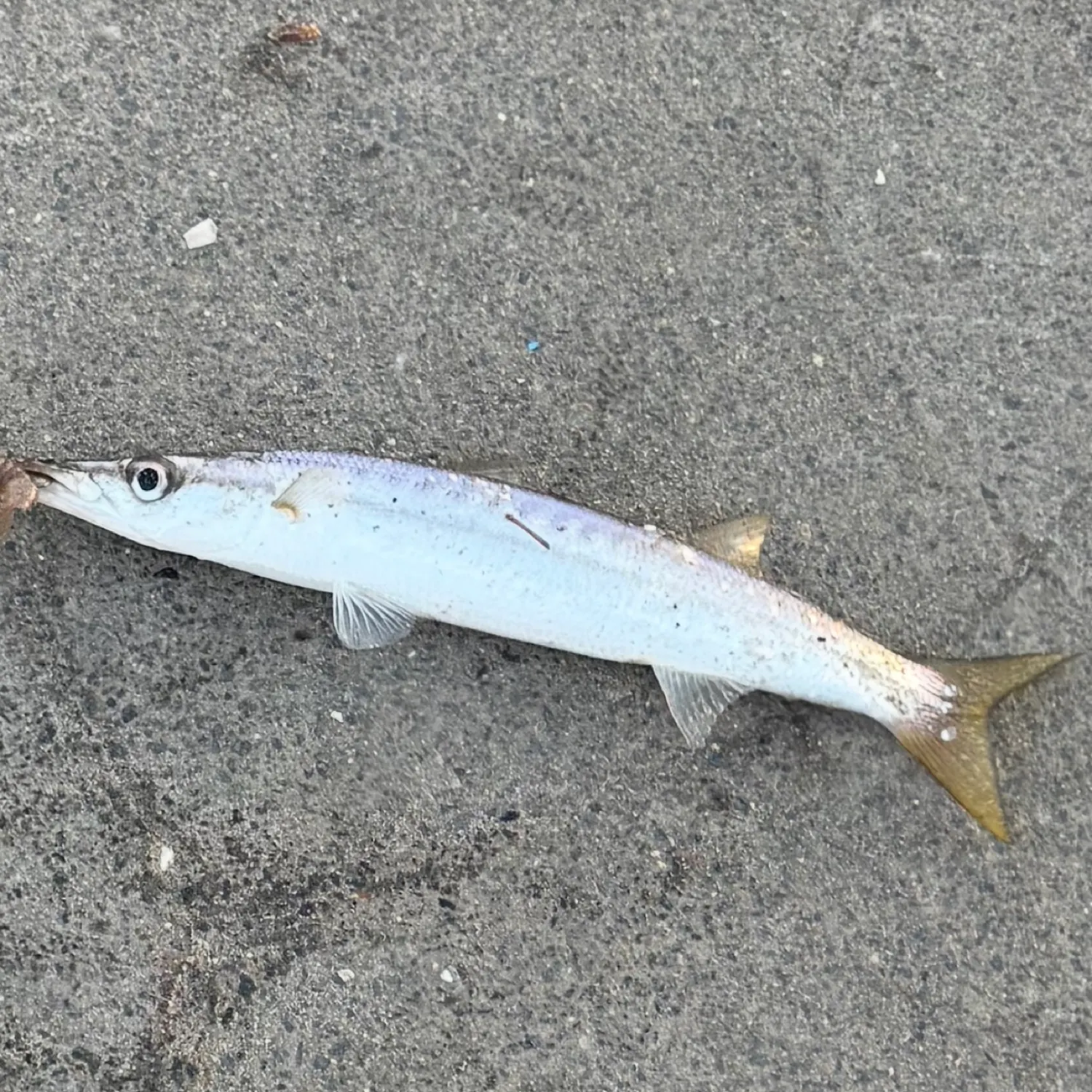 The most recent Obtuse barracuda catches on Fishbrain