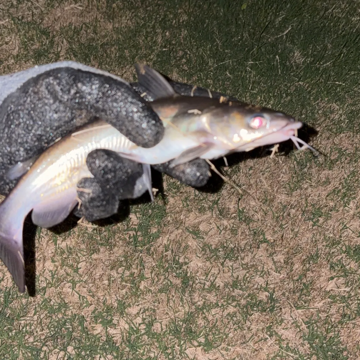 Channel catfish caught on Fishbrain