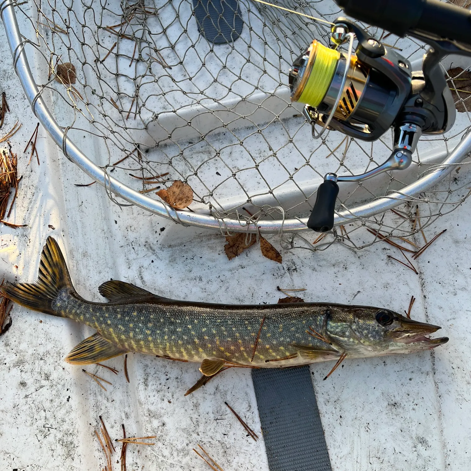Northern pike caught on Fishbrain