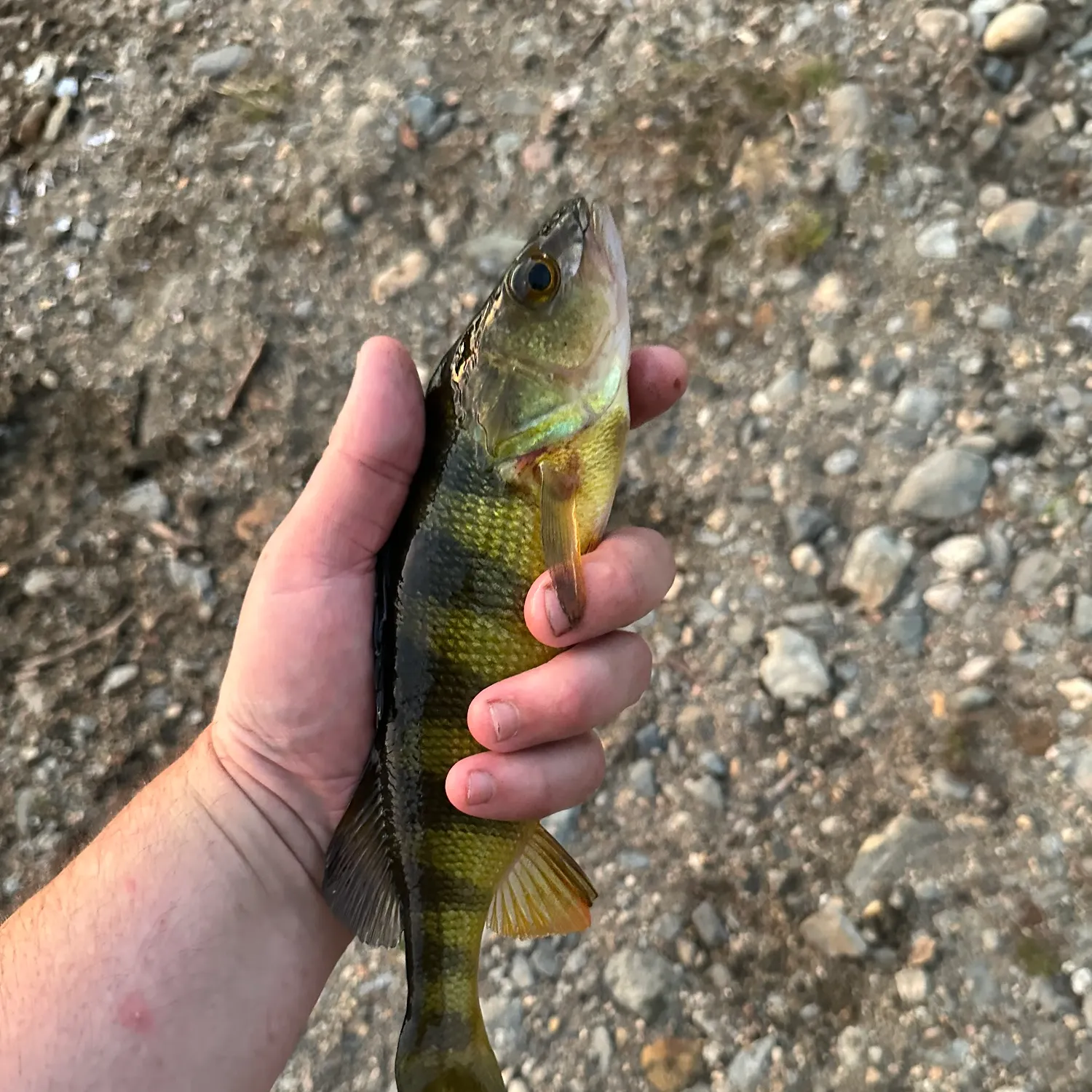 Yellow perch caught on Fishbrain