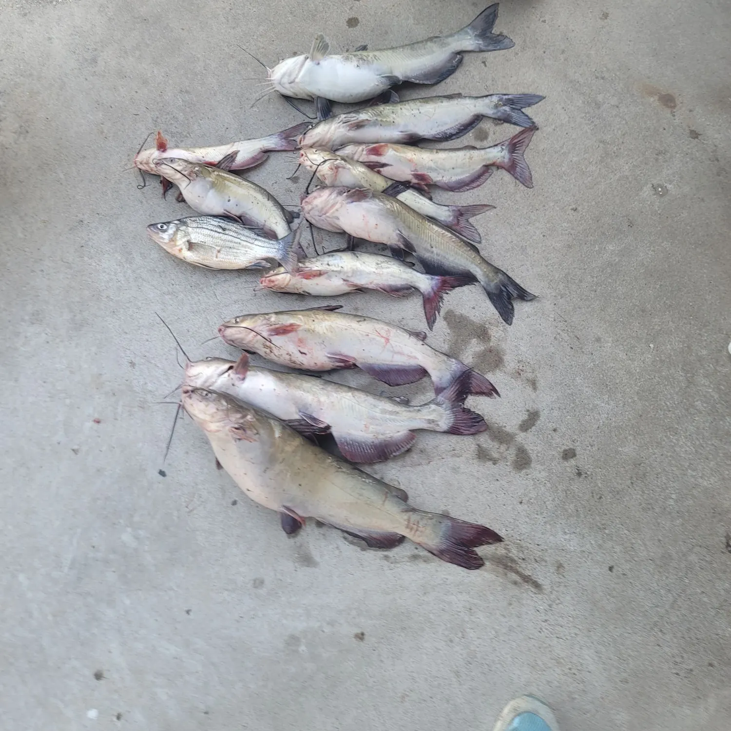 recently logged catches