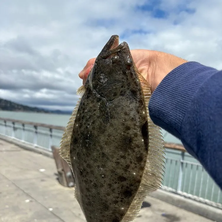The most recent California halibut catches on Fishbrain
