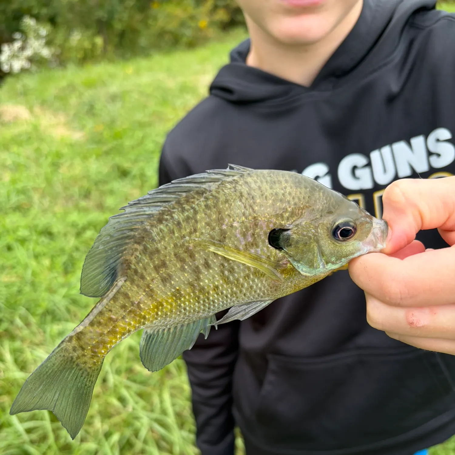 Bluegill caught on Fishbrain
