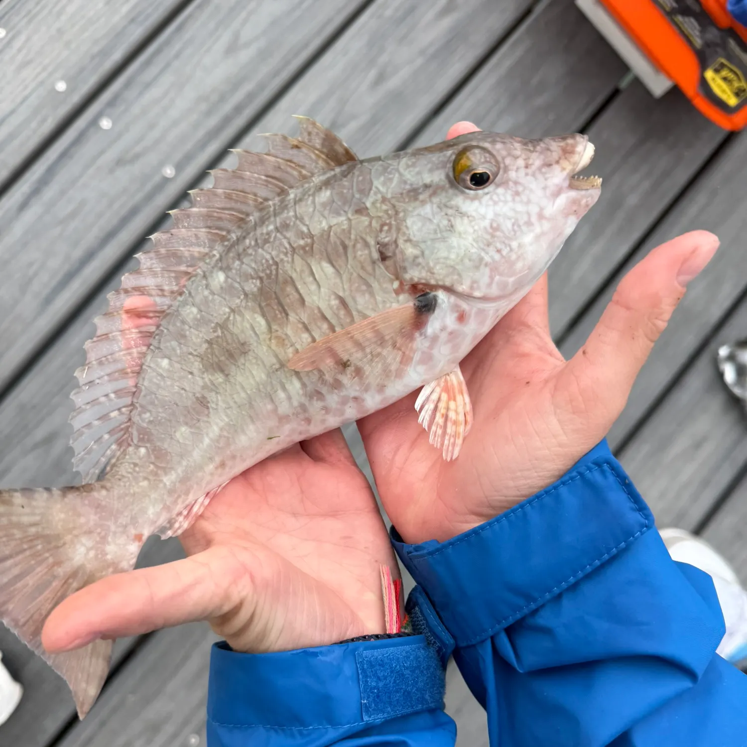 The most recent Redtail parrotfish catches on Fishbrain