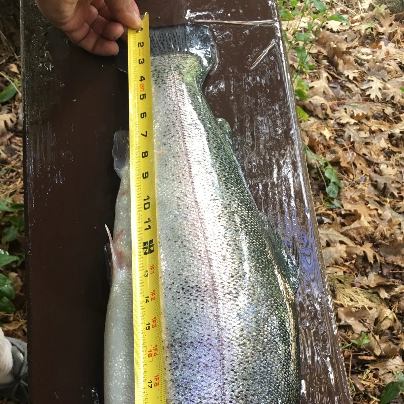 Rainbow trout caught on Fishbrain
