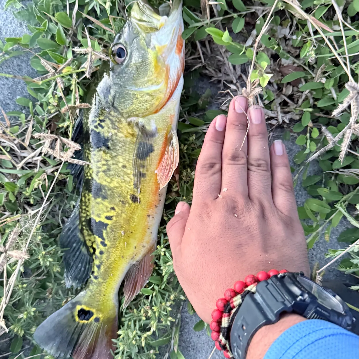 catch