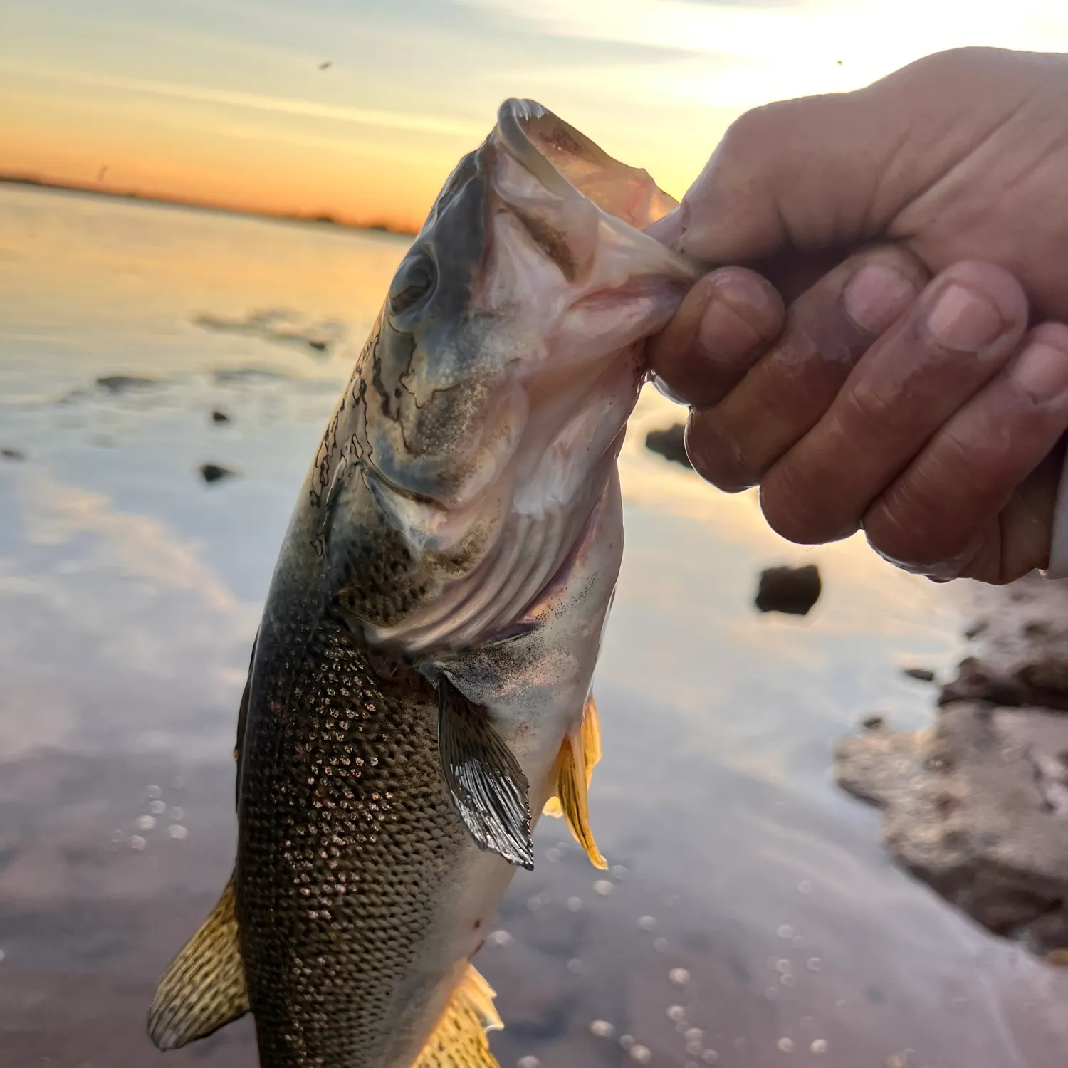 The most recent Creole perch catches on Fishbrain