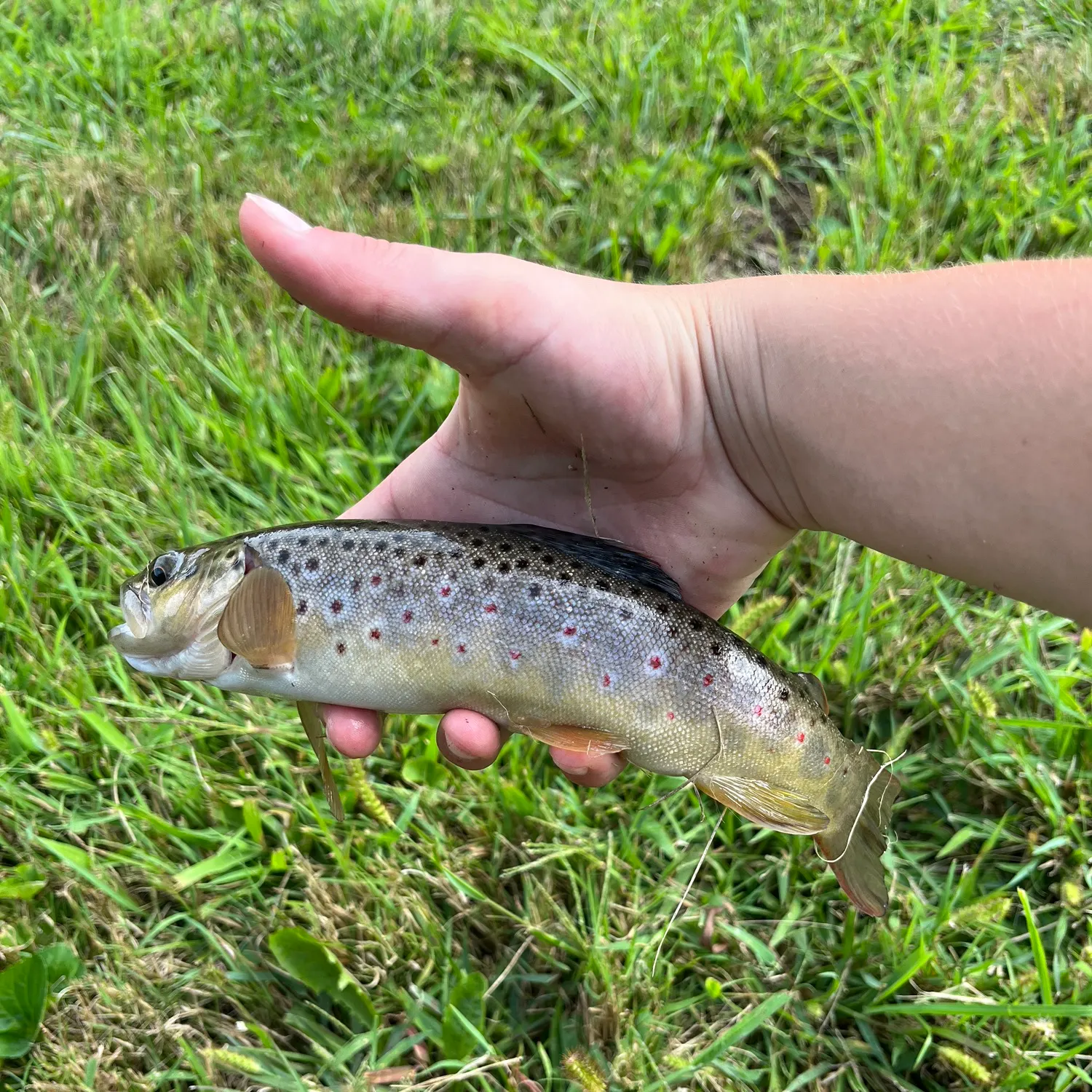 Brown trout caught on Fishbrain