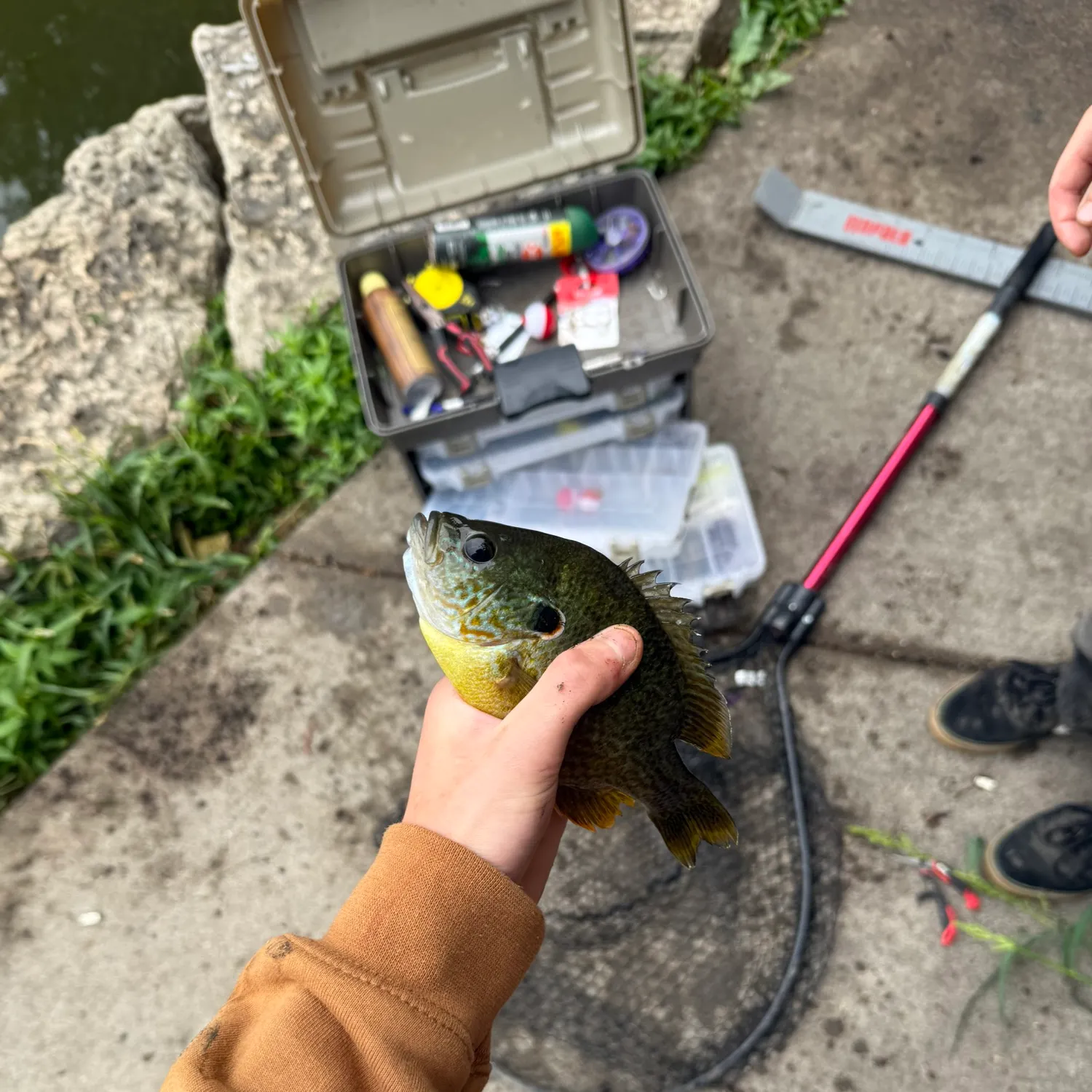 recently logged catches