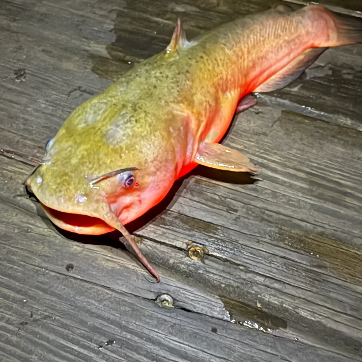 Yellow bullhead caught on Fishbrain