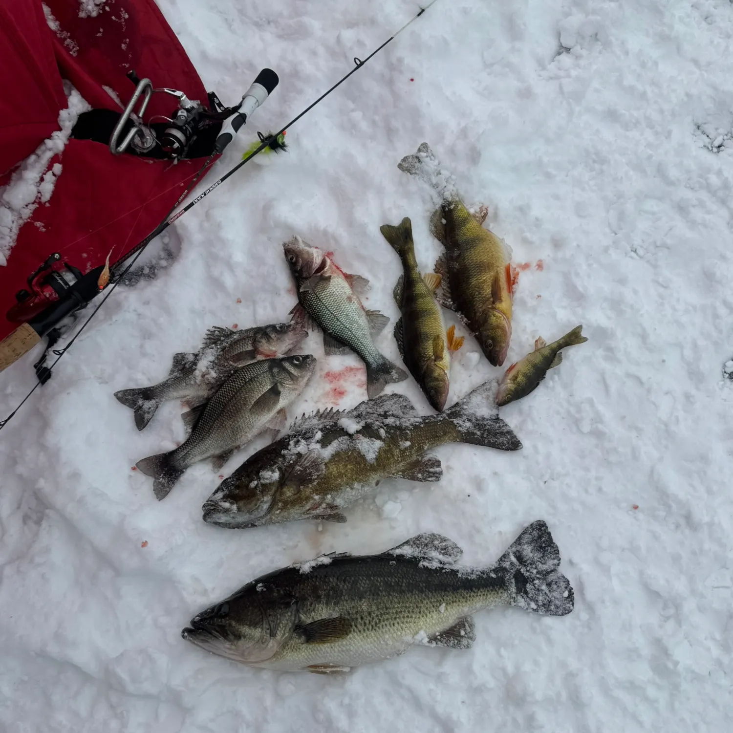 The most recent White perch catches on Fishbrain