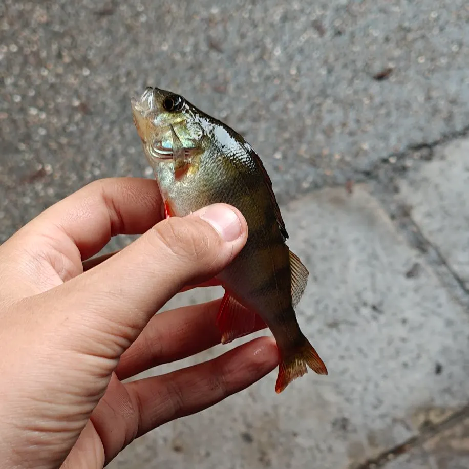European perch caught on Fishbrain