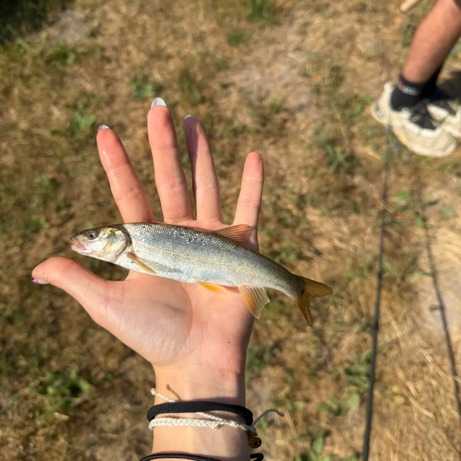 Northern pikeminnow caught on Fishbrain