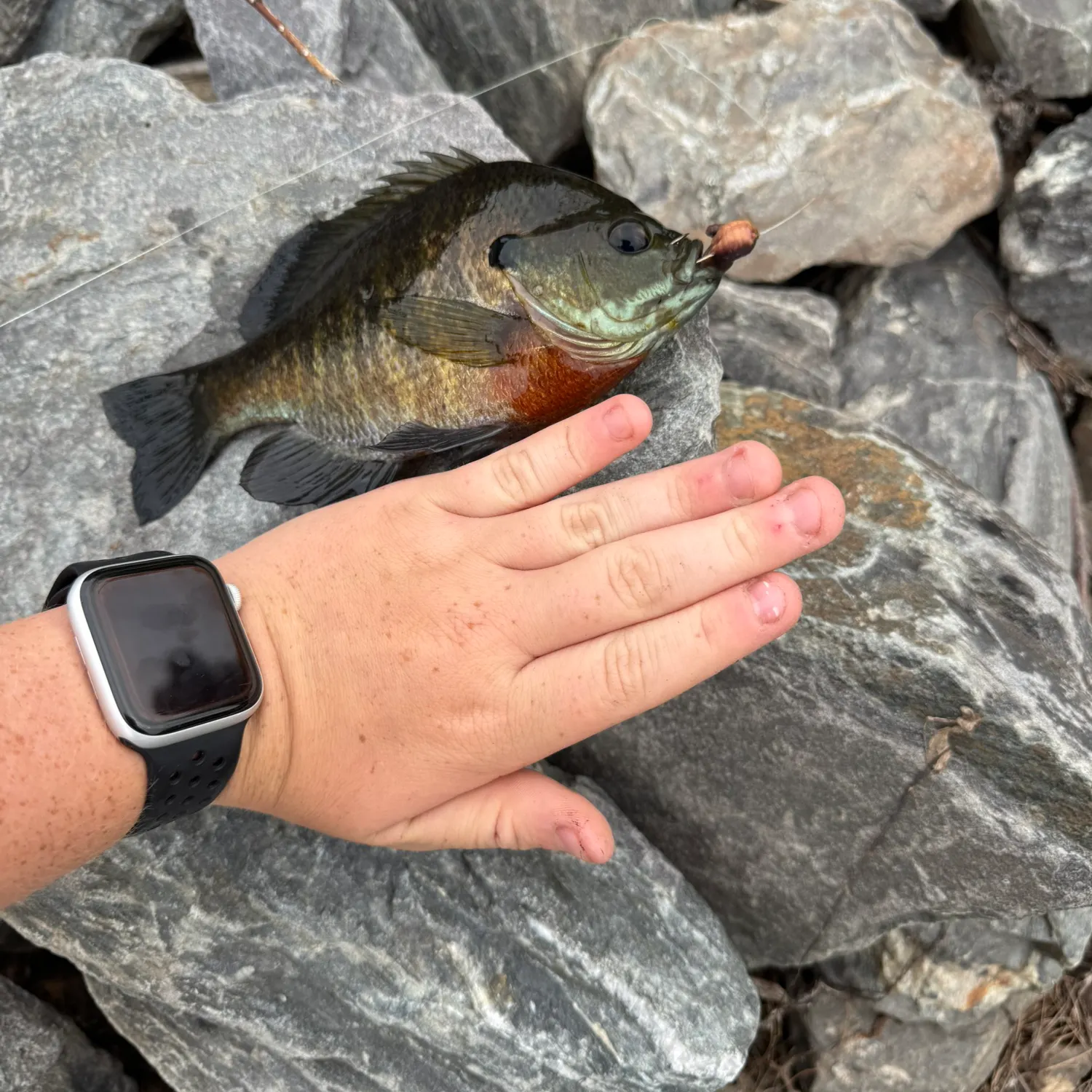 recently logged catches