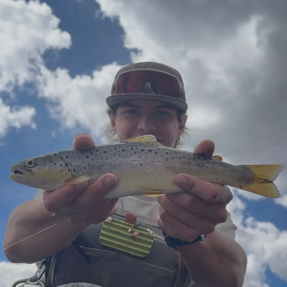Brown trout caught on Fishbrain